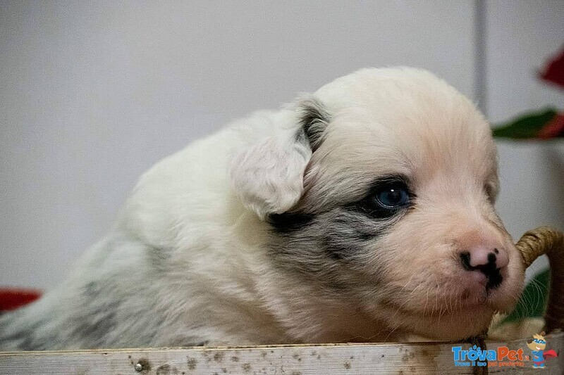 Disponibili Cuccioli Border Collie Maschi - Foto n. 1