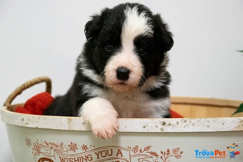 Disponibili Cuccioli Border Collie Maschi - Foto n. 2