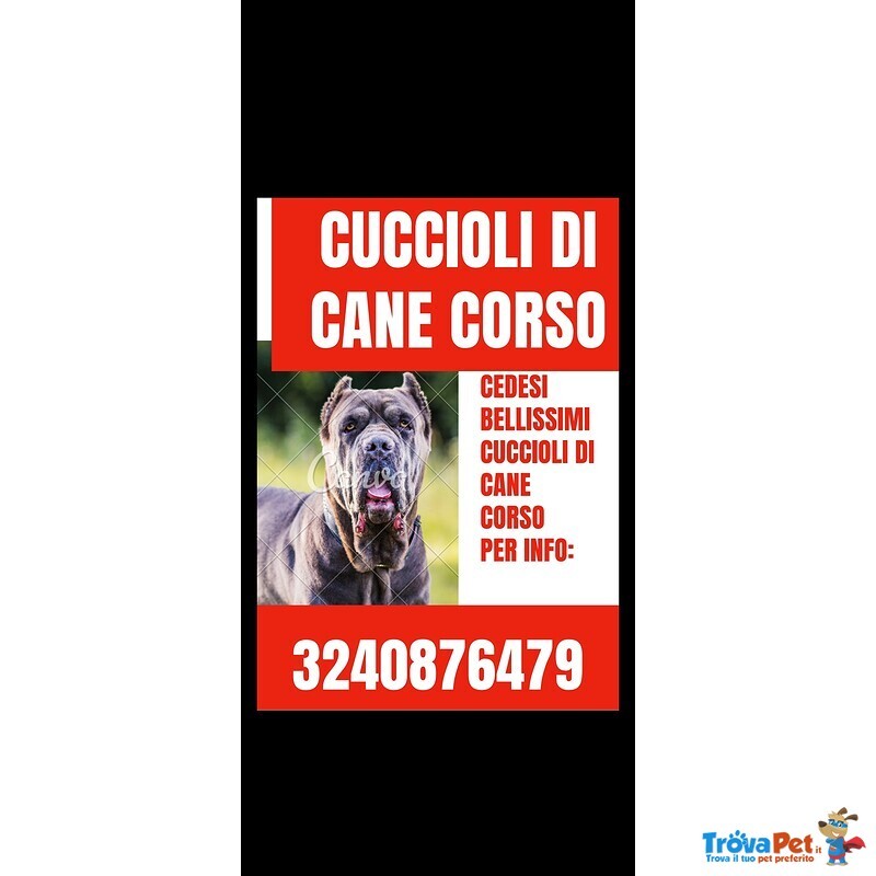 Splendidi Cuccioli di cane Corso Italiano - Foto n. 1