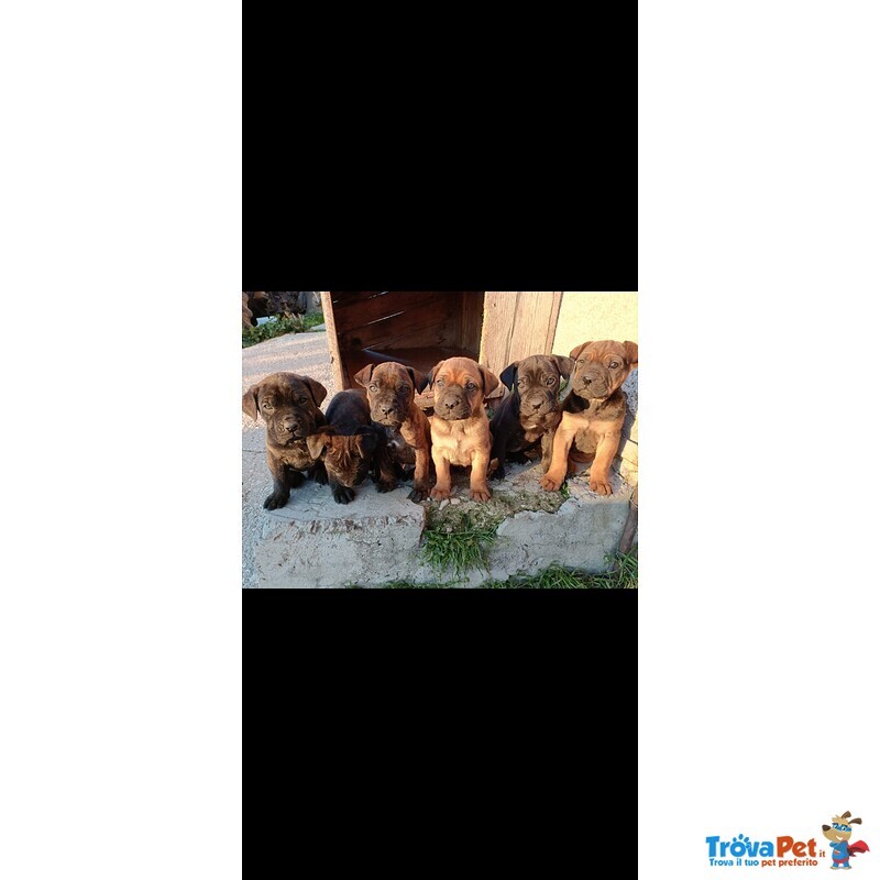 Splendidi Cuccioli di cane Corso Italiano - Foto n. 2