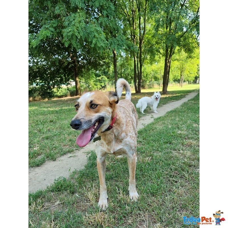 Vera Giovane e Vivace Cagnolina - Foto n. 1