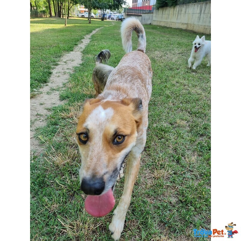 Vera Giovane e Vivace Cagnolina - Foto n. 2