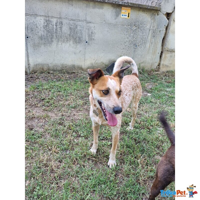 Vera Giovane e Vivace Cagnolina - Foto n. 3