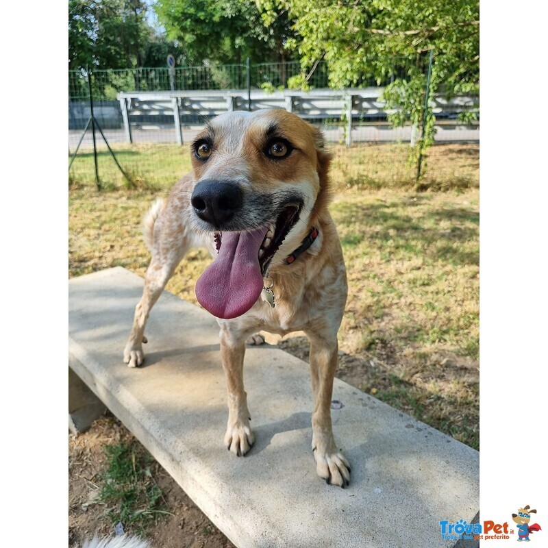 Vera Giovane e Vivace Cagnolina - Foto n. 4