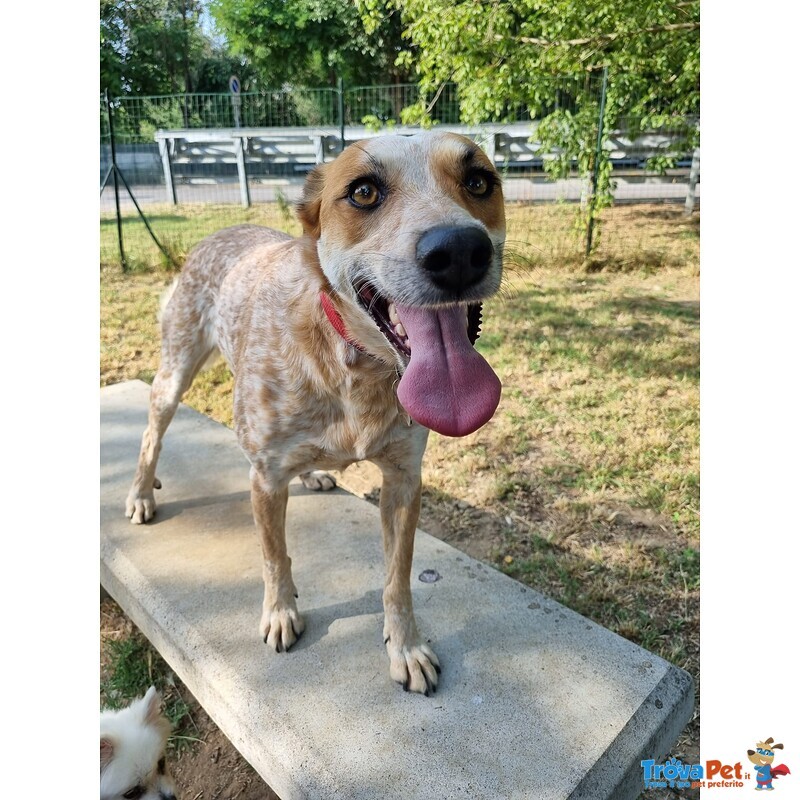 Vera Giovane e Vivace Cagnolina - Foto n. 5