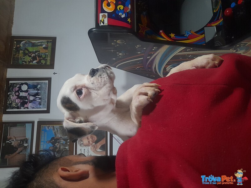 Fantastici Cuccioli di Boxer alta Genealogia - Foto n. 2