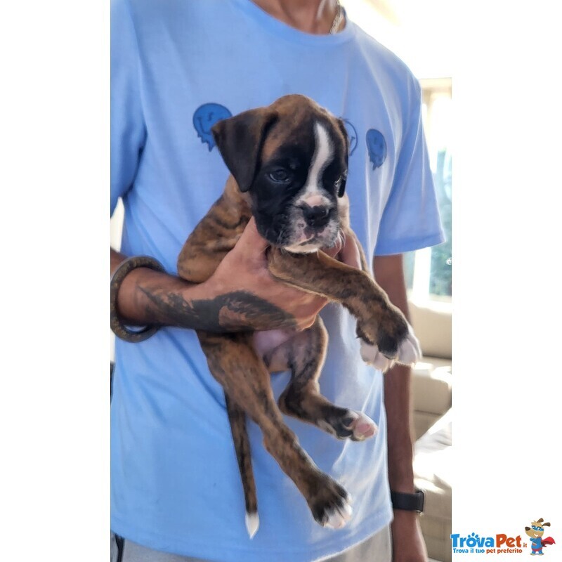 Fantastici Cuccioli di Boxer alta Genealogia - Foto n. 3