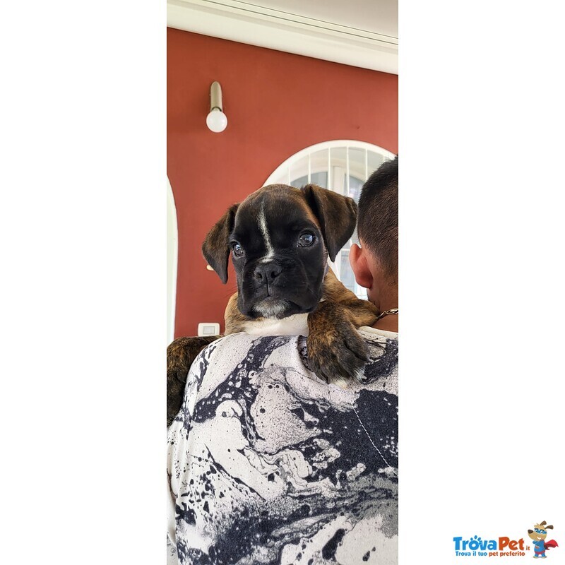 Bellissimi Cuccioli di Boxer - Foto n. 1