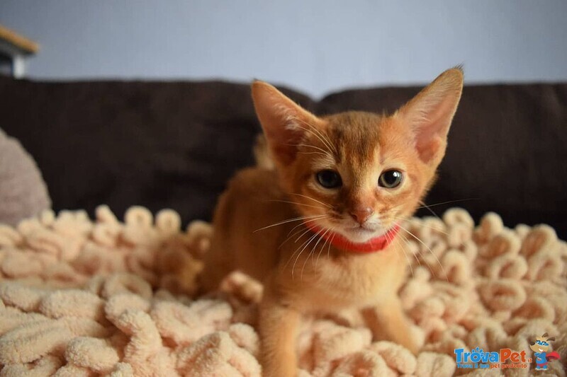 Abbiamo in Vendita Bellissimi Cuccioli di Razza Abyssinia, ci sono Ancora 2 Maschi e 2 Femmine - Foto n. 2