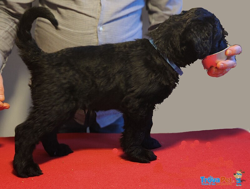 Terrier nero Russo - Foto n. 4