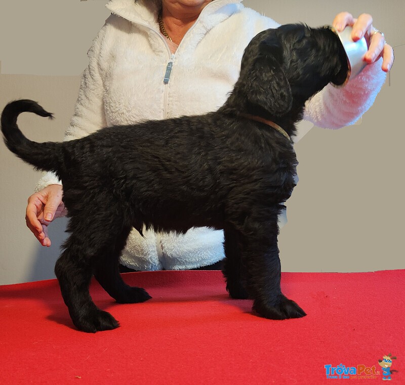 Terrier nero Russo - Foto n. 7