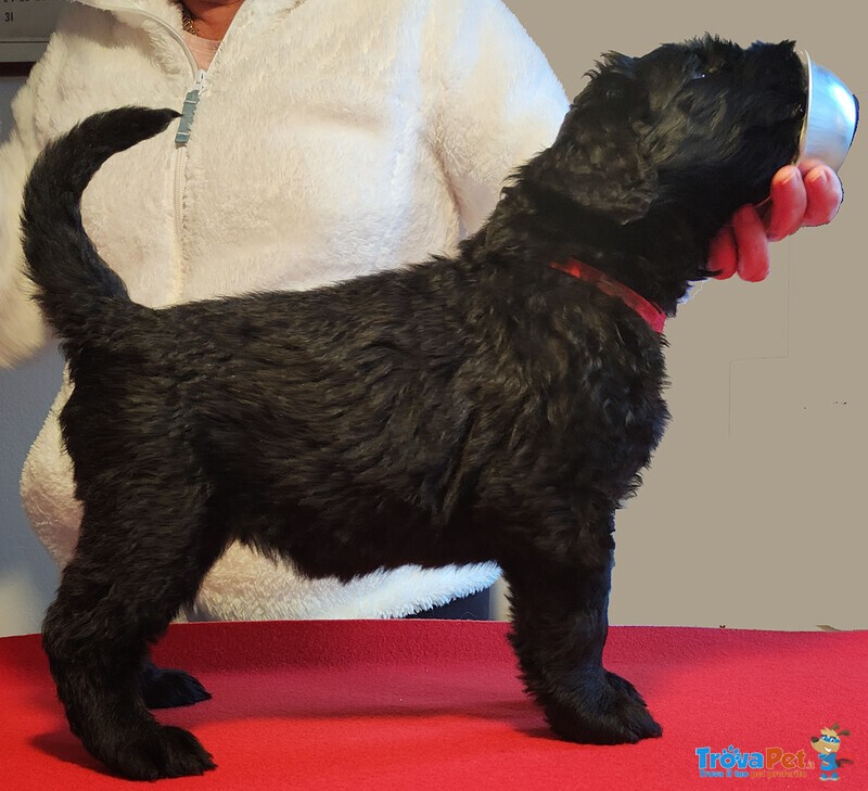 Terrier nero Russo - Foto n. 8