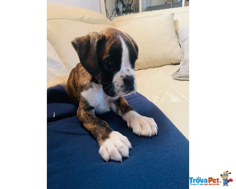 Disponibile Cucciolata Boxer alta Genealogia - Foto n. 3