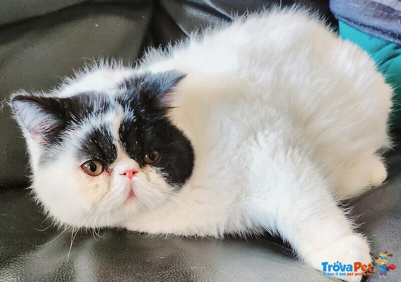 Gatto Persiano Exotic Shorthair - Foto n. 1