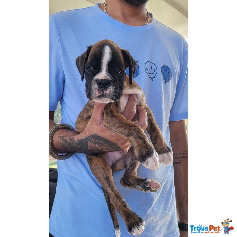 Disponibili Dolci Cuccioli di Boxer - Foto n. 4