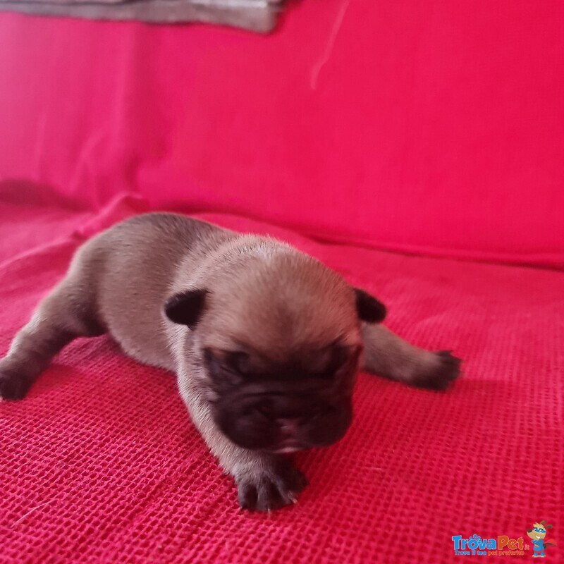 Cuccioli di Bouledogue Francese - Foto n. 2