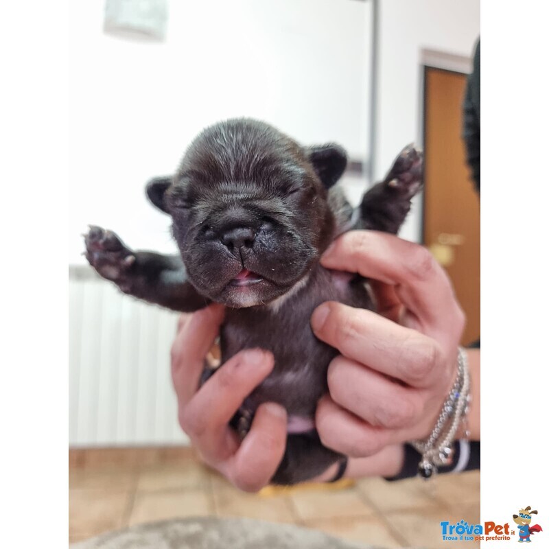 Cuccioli di Bouledogue Francese - Foto n. 3