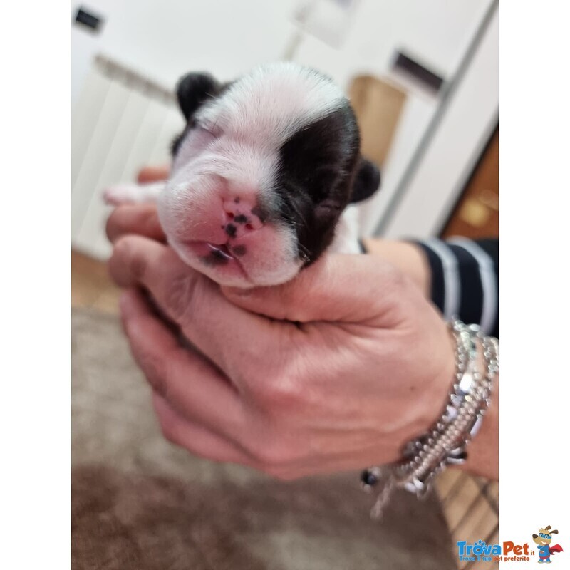 Cuccioli di Bouledogue Francese - Foto n. 4