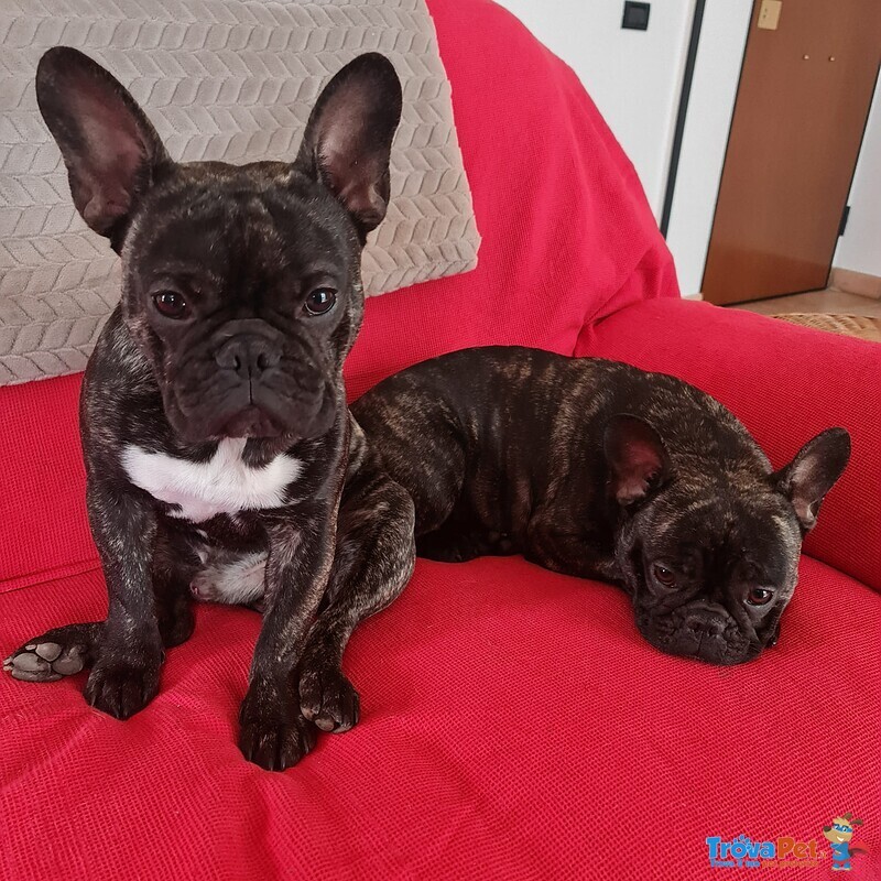 Cuccioli di Bouledogue Francese - Foto n. 5