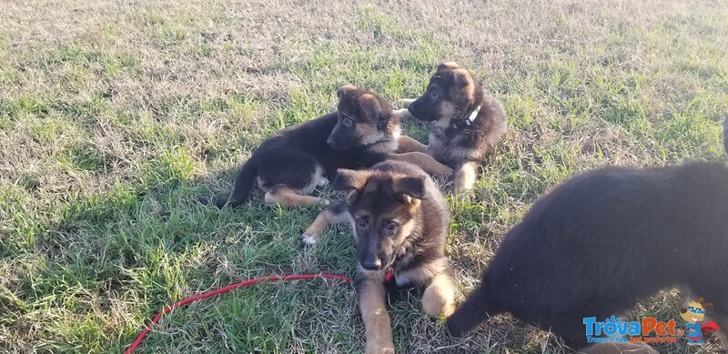 Cuccioli di Pastore Tedesco con Pedigree - Foto n. 4