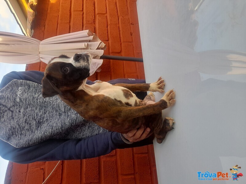 Disponibili Meravigliosi Cuccioli di Boxer - Foto n. 1