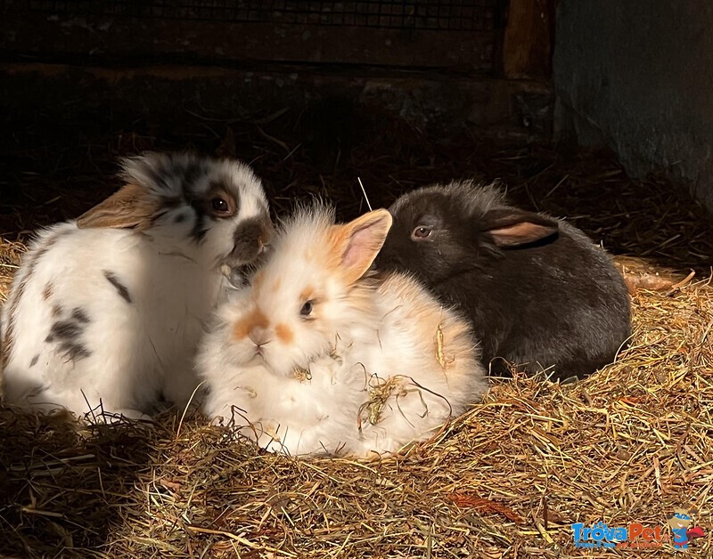 Cuccioli Conigli nani Testa di Leone - Foto n. 1