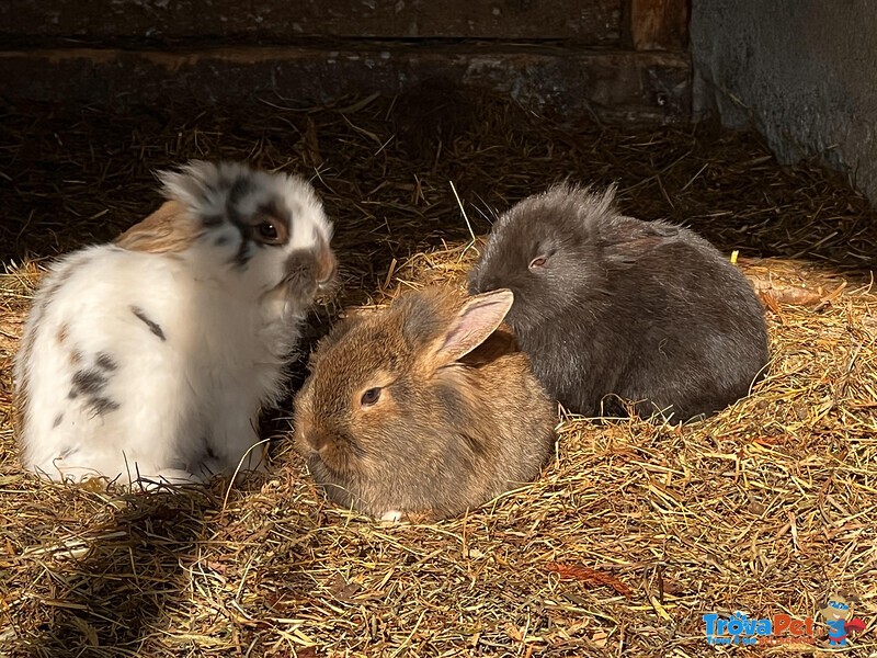Cuccioli Conigli nani Testa di Leone - Foto n. 3