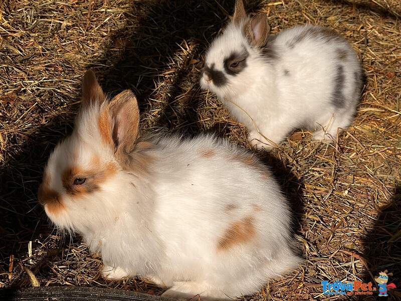 Cuccioli Conigli nani Testa di Leone - Foto n. 4