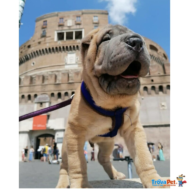 Cuccioli di Sharpei alta Genealogia con Pedigree - Foto n. 1