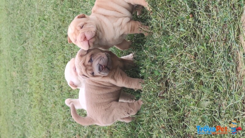 Cuccioli di Sharpei alta Genealogia con Pedigree - Foto n. 4