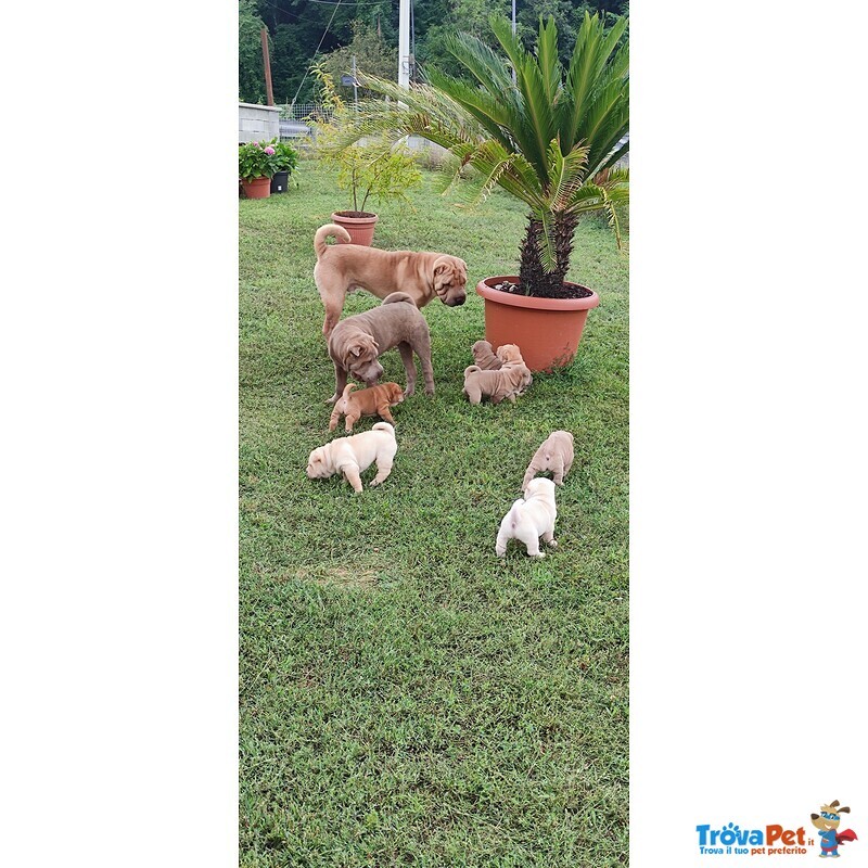 Cuccioli di Sharpei alta Genealogia con Pedigree - Foto n. 5