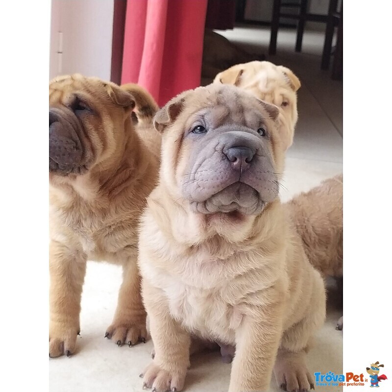 Cuccioli di Sharpei alta Genealogia con Pedigree - Foto n. 6