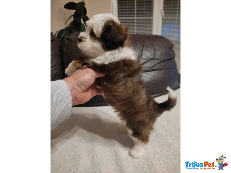 Cucciolo Maschio di 2 mesi di Razza Bichon Havanese - Foto n. 2