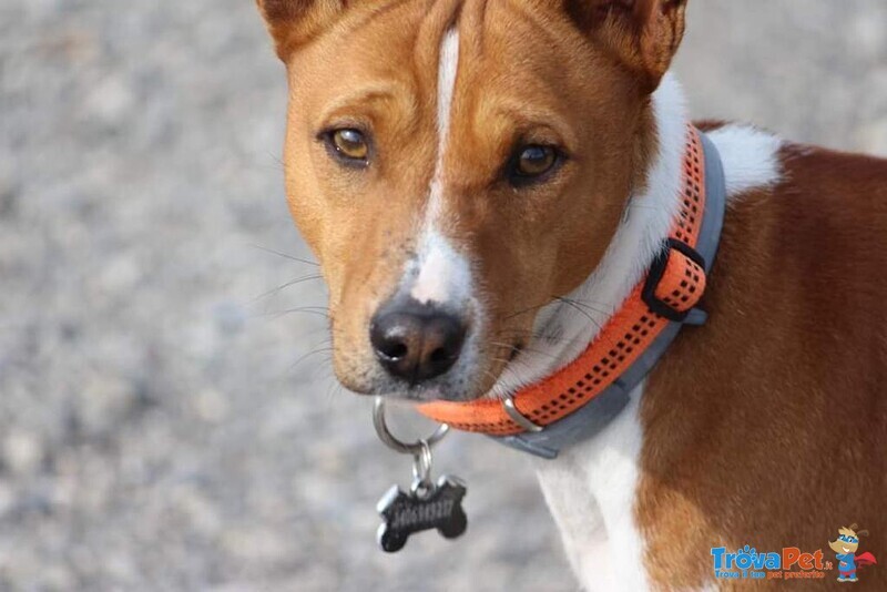 Cucciolata Basenji - Foto n. 2