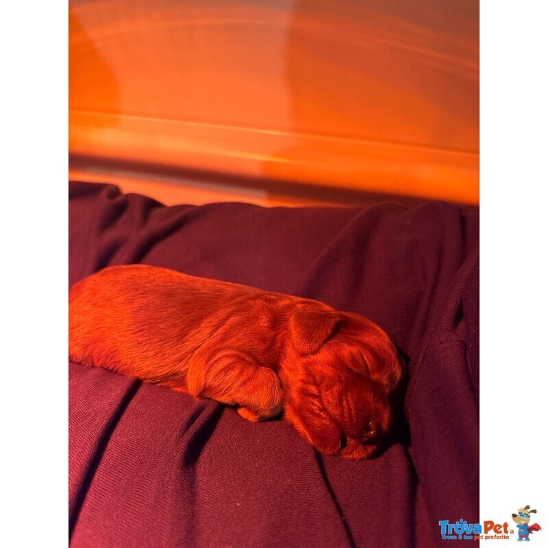 Cuccioli di Setter Irlandese Rosso - Foto n. 5