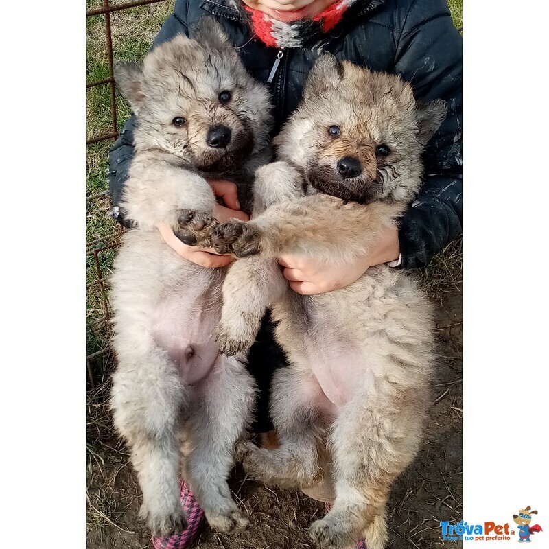 Cuccioli di lupo Cecoslovacco - Foto n. 2