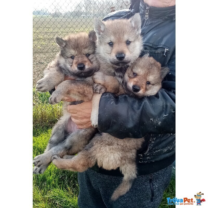 Cuccioli di lupo Cecoslovacco - Foto n. 1