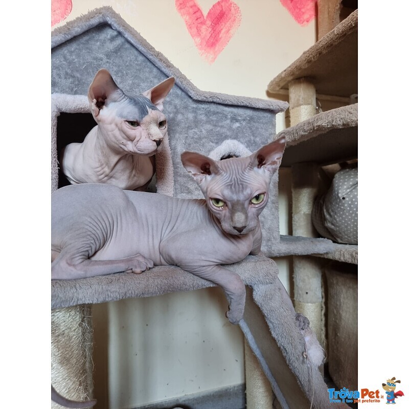 Sphynx con Pedigree da Riproduzione - Foto n. 2