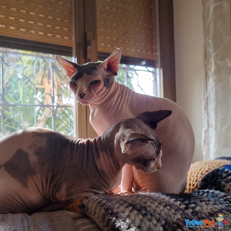 Sphynx con Pedigree da Riproduzione - Foto n. 3