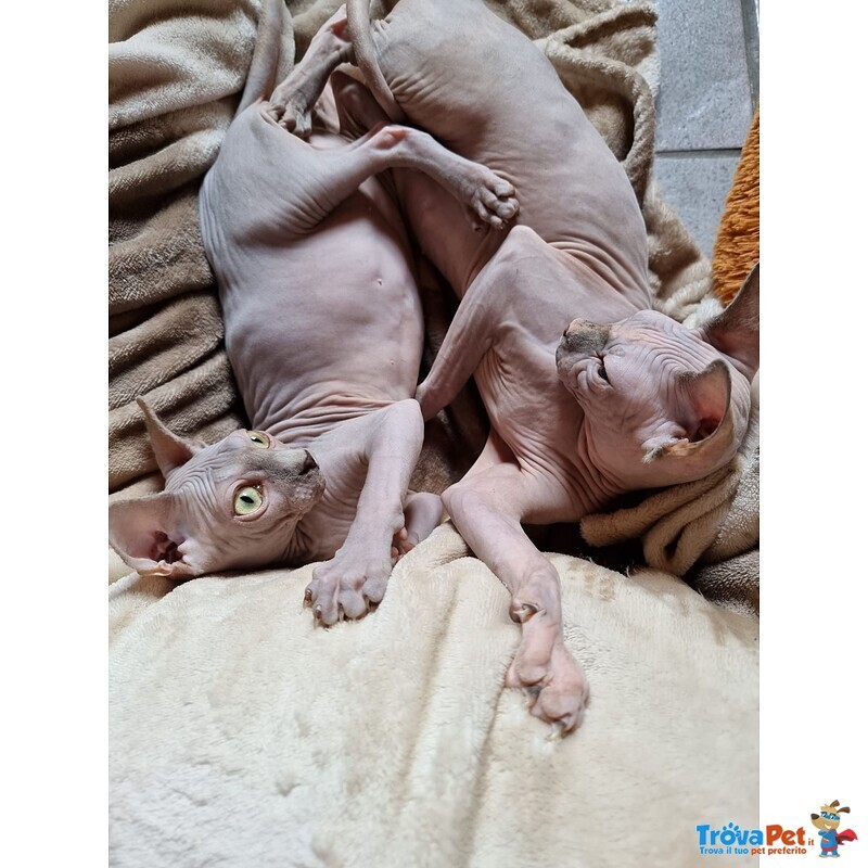 Sphynx con Pedigree da Riproduzione - Foto n. 4