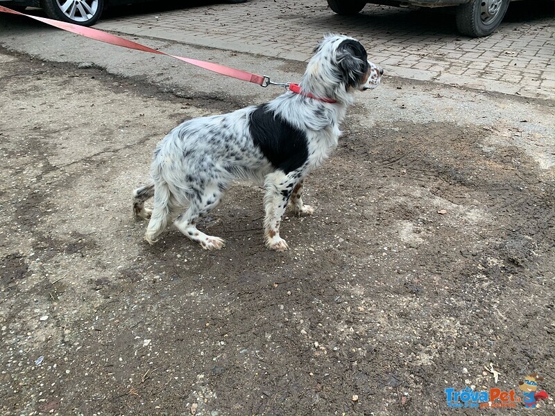 Cucciolo Maschio Setter Inglese 6 mesi con Pedigree - Foto n. 2