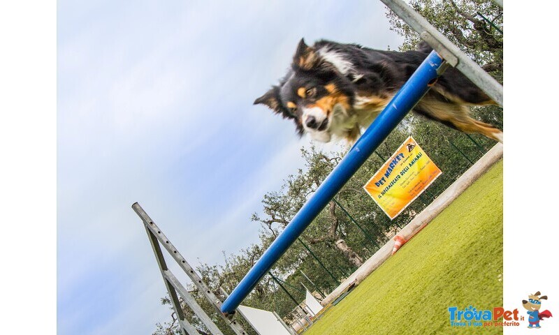 Cuccioli di Border Collie - Foto n. 4