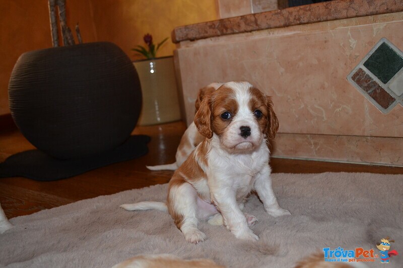 Cuccioli Cavalier King - Foto n. 2