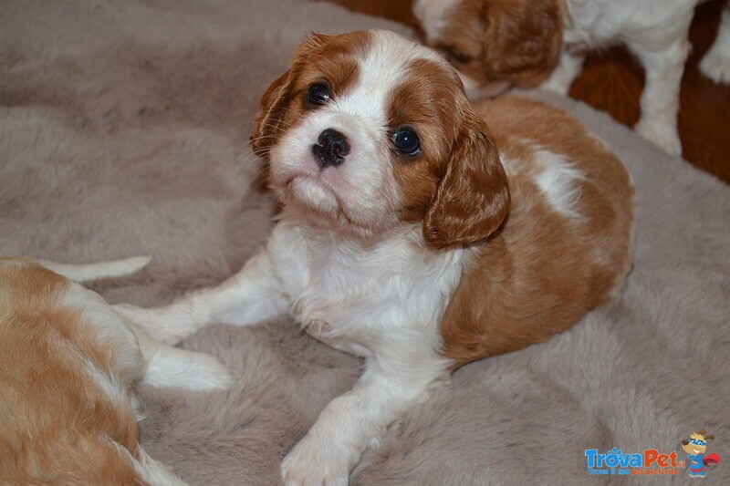 Cuccioli Cavalier King - Foto n. 1