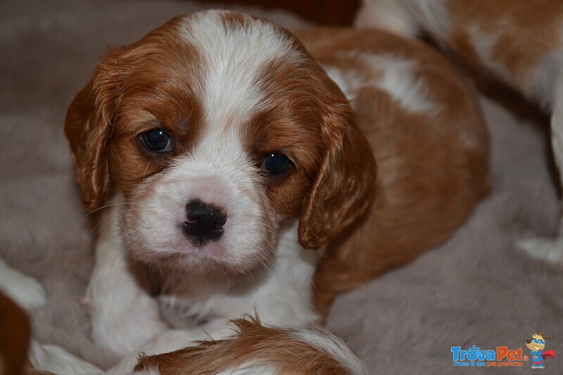 Cuccioli Cavalier King - Foto n. 3