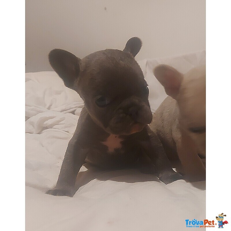 Cuccioli di Bouledogue Francesi - Foto n. 3