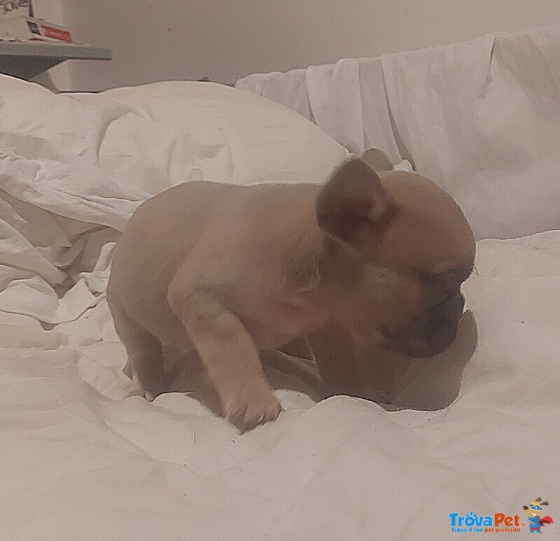 Cuccioli di Bouledogue Francesi - Foto n. 5