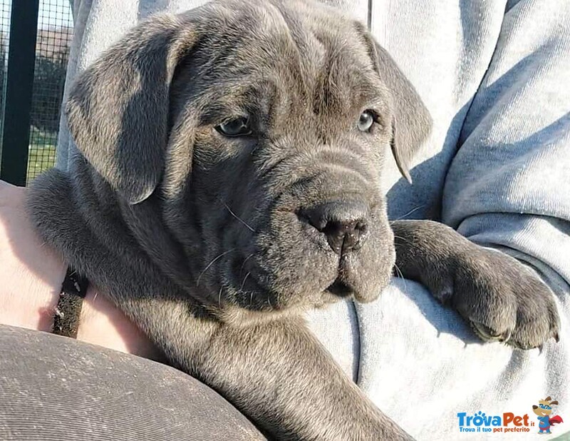 Cane Corso - Foto n. 1