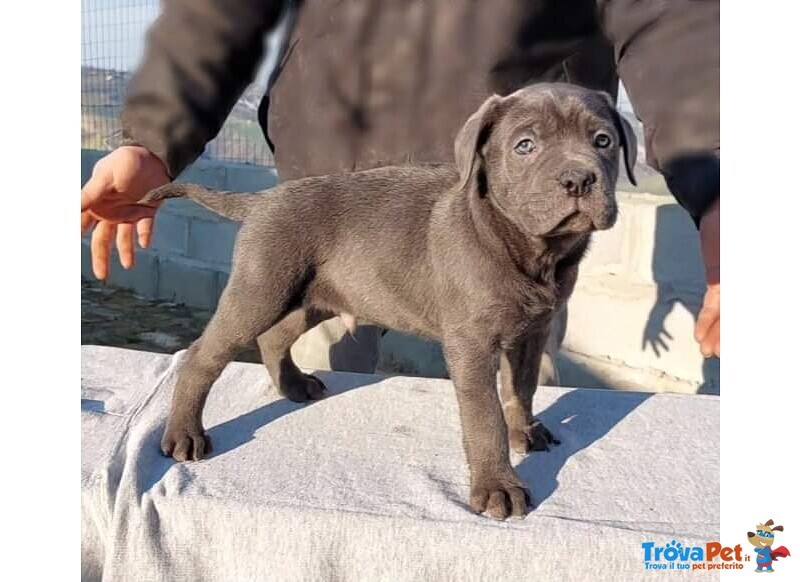 Cane Corso - Foto n. 2