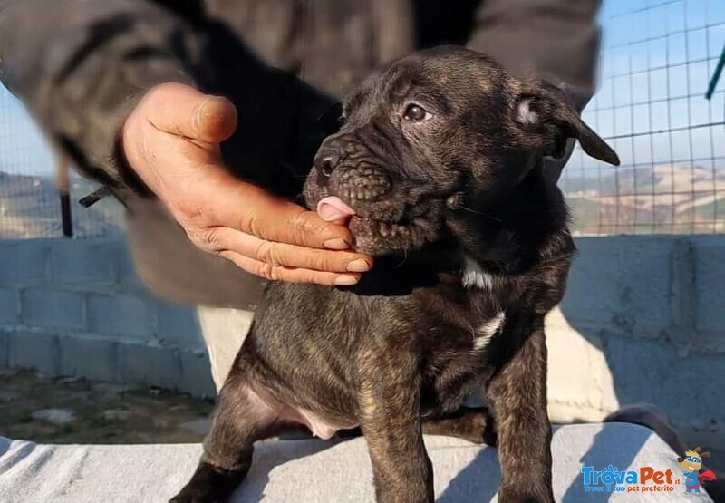 Cane Corso - Foto n. 4